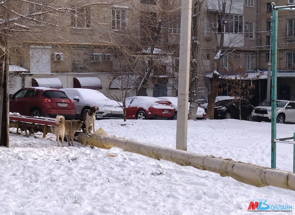 В интернете создали петицию для разрешения кормить бездомных собак в Волгограде